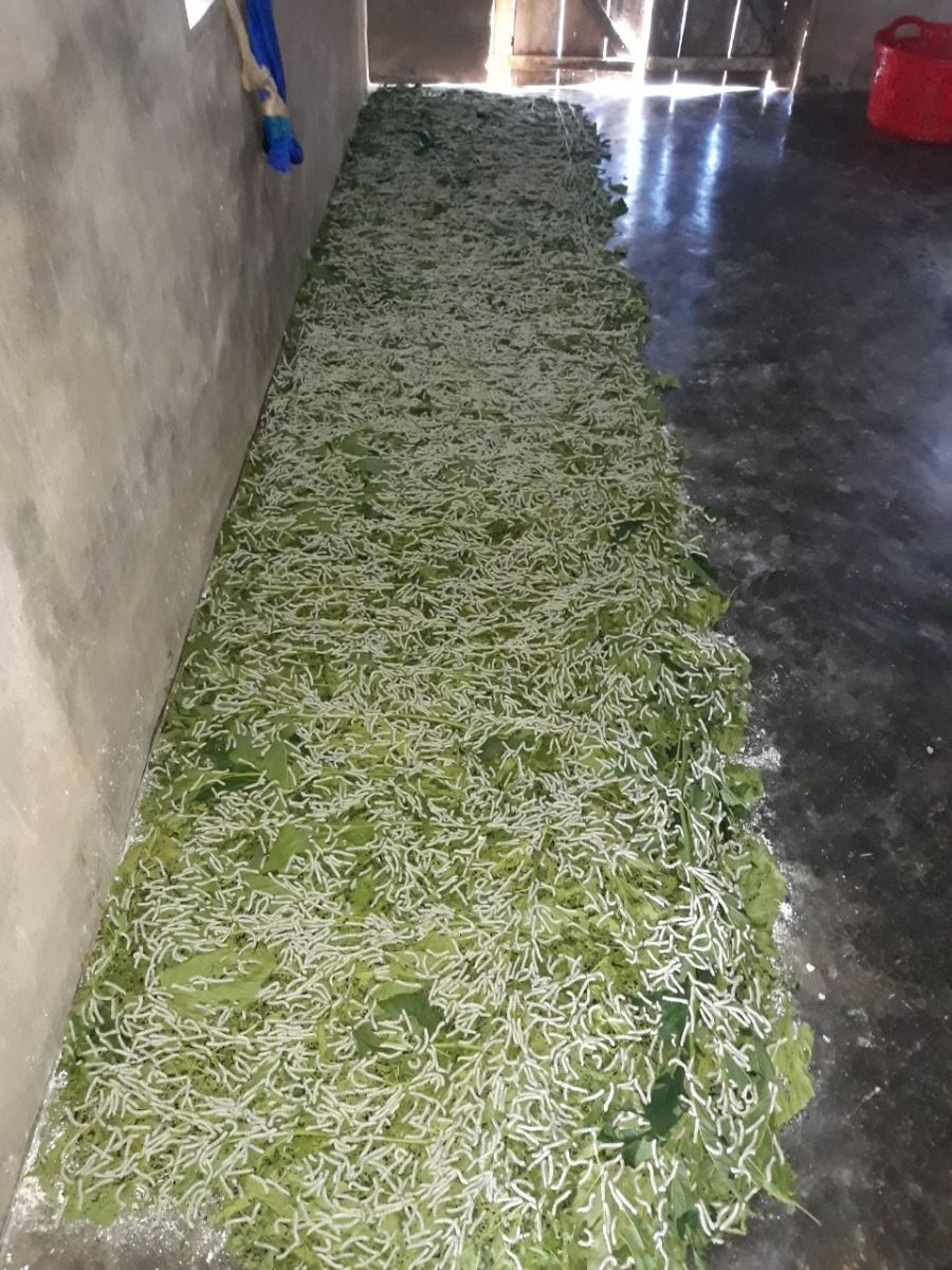 Phát triển sản xuất nông nghiệp để thực hiện chương trình xây dựng nông thôn mới