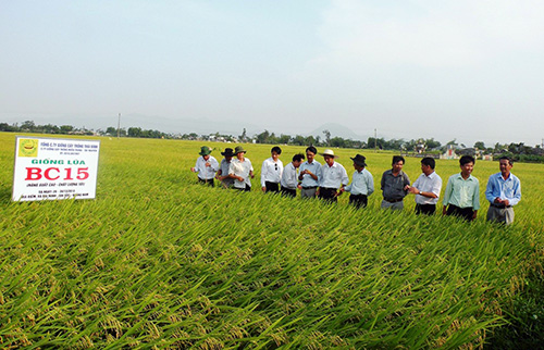 Thành công từ cánh đồng mẫu