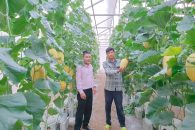 Phát huy hiệu quả mô hình trồng dưa lưới từ nguồn vốn tín dụng chính sách